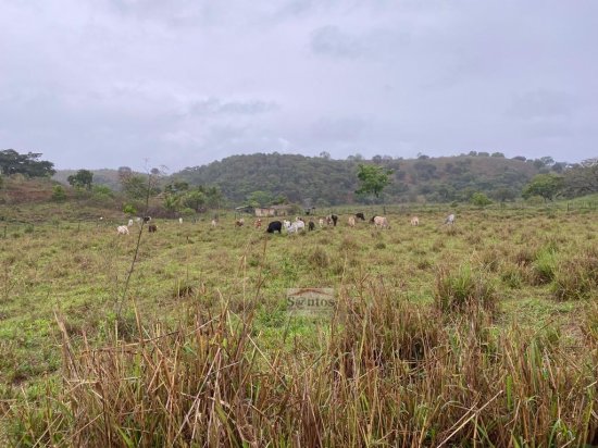 fazenda-venda-proxima-a-governador-valadares-611587