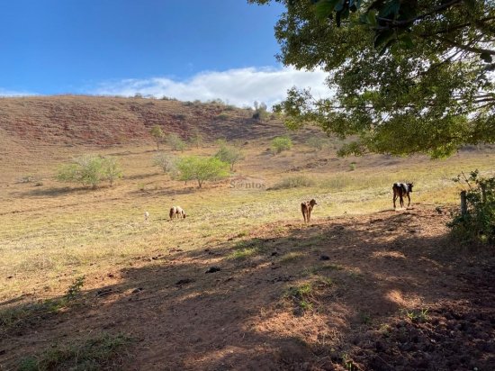 fazenda-venda-proxima-a-governador-valadares-584053