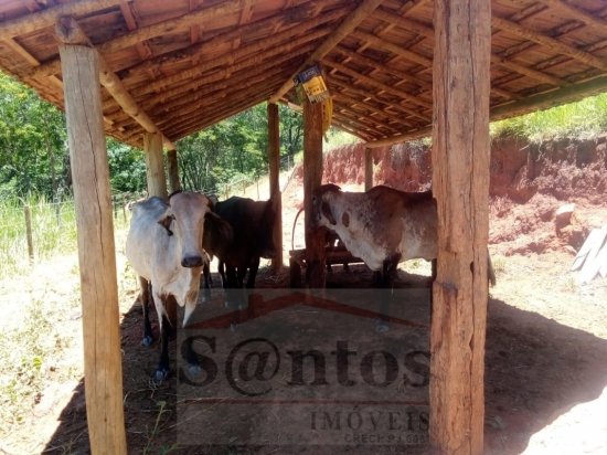 fazenda-venda-proxima-a-governador-valadares-749708