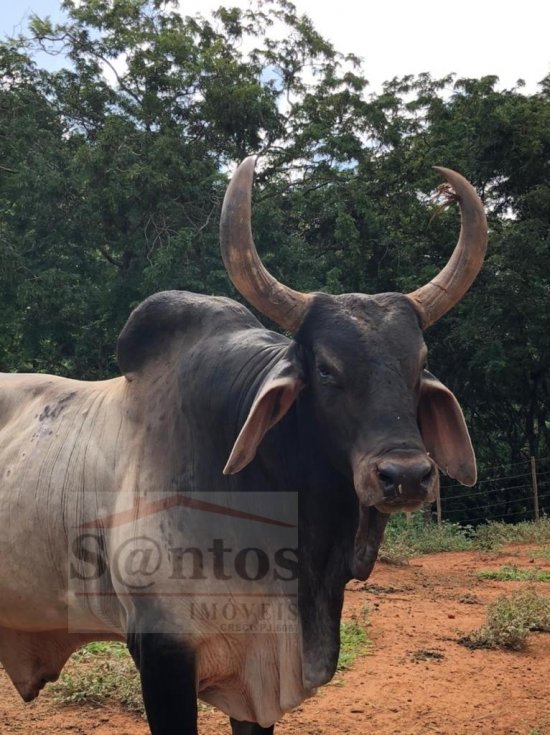 fazenda-venda-proxima-a-governador-valadares-749721