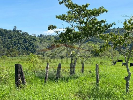 fazenda-venda-proxima-a-governador-valadares-687598